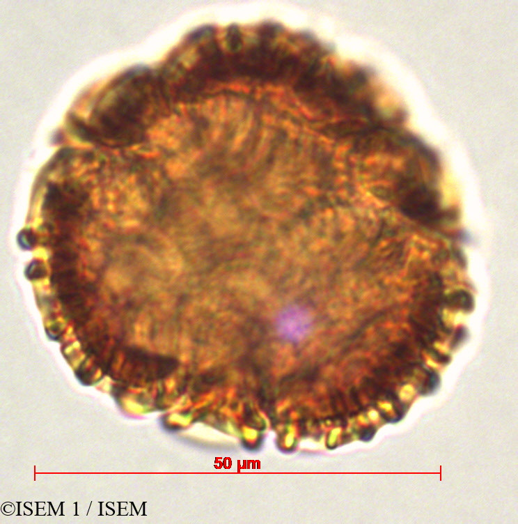 ISEM 1/Passiflora_cumbalensis_29330/Passiflora_cumbalensis_29330_0002(copy).jpg